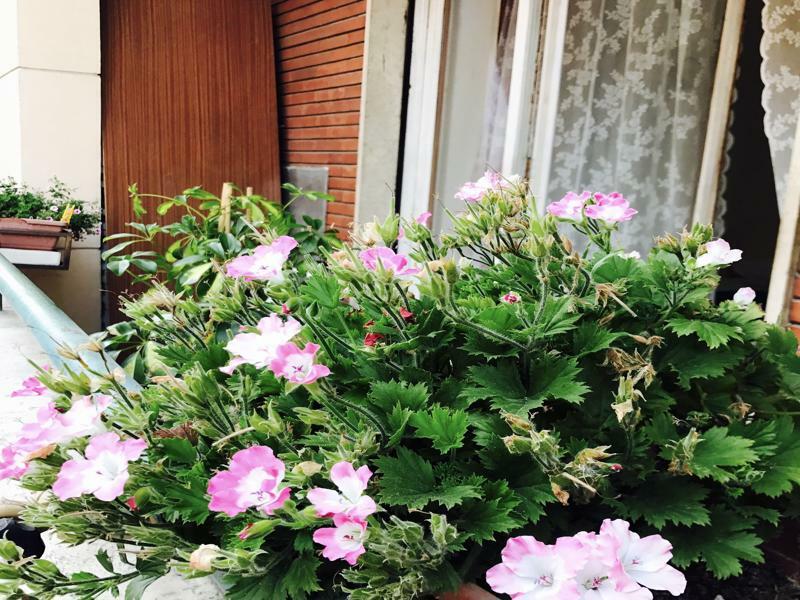 Pardis Guest House روما المظهر الخارجي الصورة